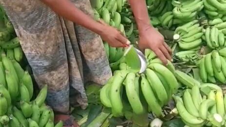 ১৮ সেকেন্ড ১ ছরী কলা কাটা