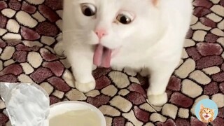 Funniest Cats Reaction -Tik Tok Trend Cats And Dogs 2021| MEOW