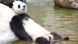 Kumpulan Tindakan Aneh Panda di Musim Panas