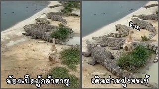 รวมคลิปตลกๆ : นี่สินะที่เค้าเรียกว่า “ยอดเป็ด”!!