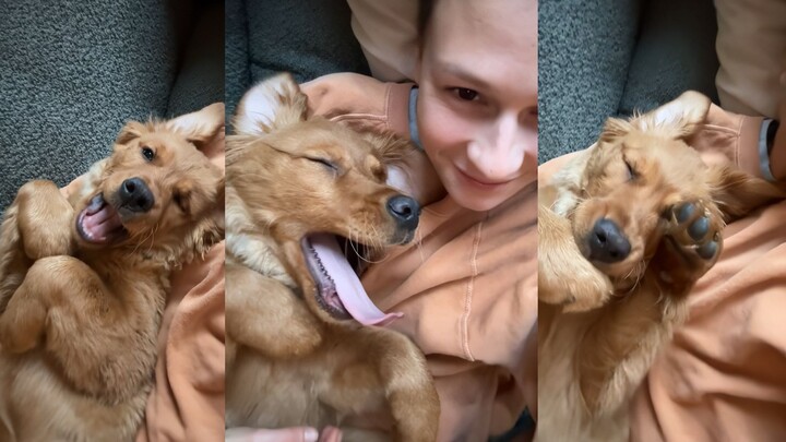 Chú cún buồn ngủ, đến tiếng ngáp cũng thật dễ thương.