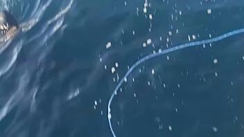 whell shark #wisata talisayan #bagan