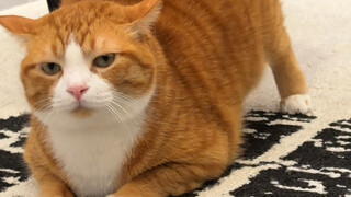 Pantat super luar biasa saya