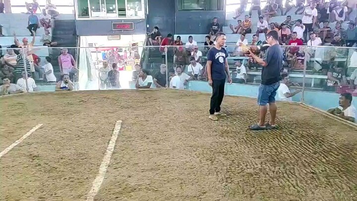 bullstag vs 4x winner