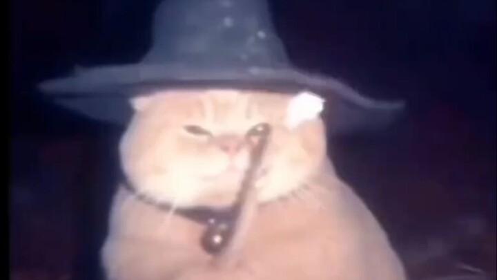 Those pointed by the cat wizard will be happy and lucky every day.