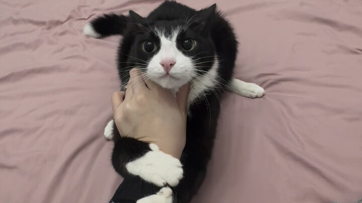 Dairy Cat: Both a sworn enemy and a kindred soul!