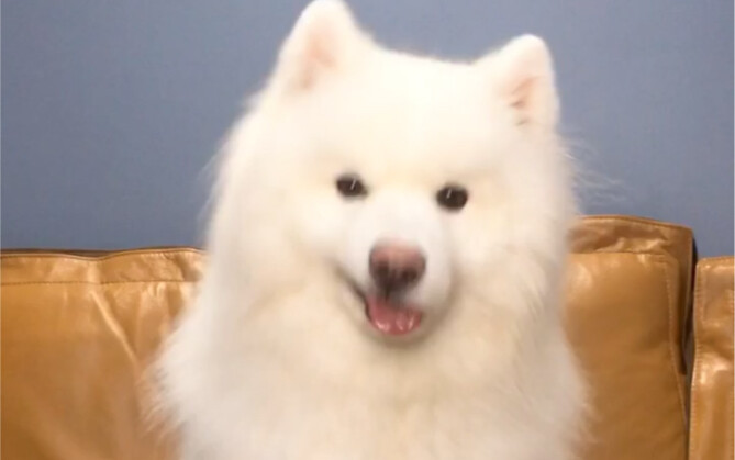 Chó Samoyed đúng là chiêu tài, đáng yêu phát ngất!