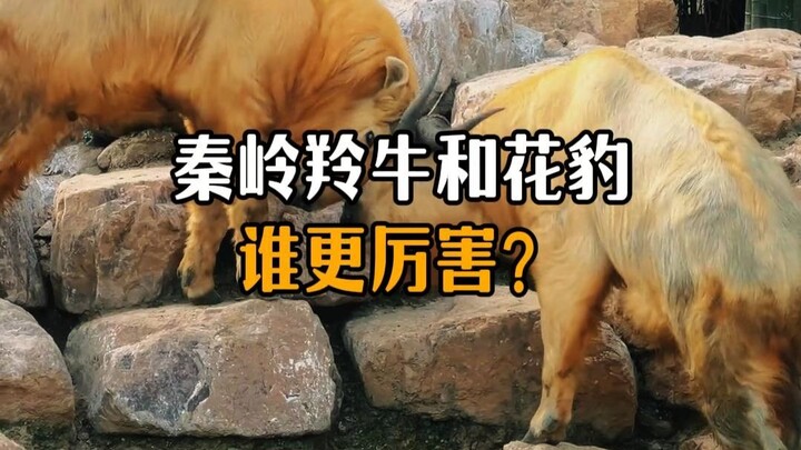 Which is stronger, the Qinling takin or the leopard?