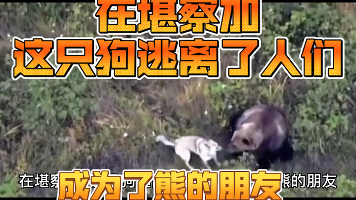 In Kamchatka, this dog escaped from humans and became friends with a bear.