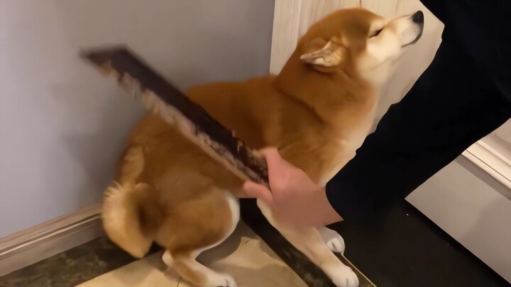 Shiba Inu: Nếu anh cứ tiếp tục làm thế này, tôi sẽ quay về Nhật Bản!