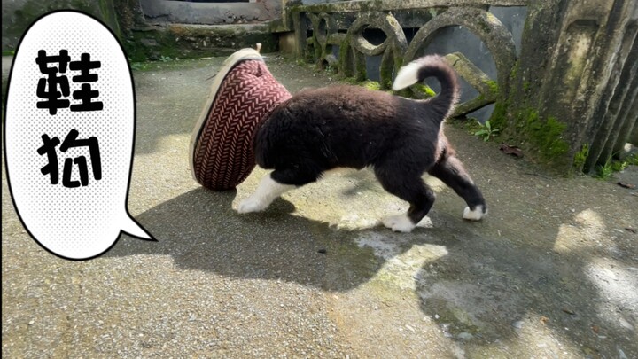 Asal-usul para penggemar sepatu