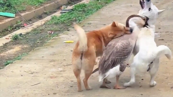 The Neighbor's Puppy and Goose