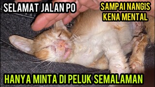 ANAK KUCING INI CUMA PENGEN DI PELUK SEMALAMAN LALU PERGI UNTUK SELAMANYA