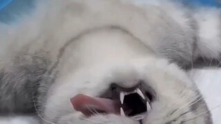 The cat did it willingly.