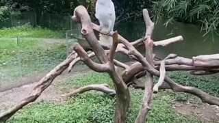 Burung beo yang telah lama dipelihara oleh seorang gadis tiba-tiba terbang pergi, lalu suatu hari ti