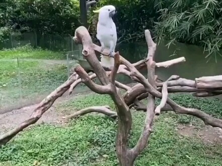 นกแก้วที่เด็กหญิงเลี้ยงมานานหลายปีบินหนีไปอย่างกะทันหัน วันหนึ่งจู่ๆ ก็พบมันในสวนสัตว์