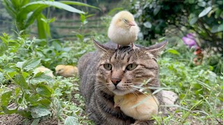 Saya memelihara anak ayam setiap hari dan saya tidak tahu kapan itu akan berakhir.