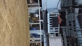 onehit asil