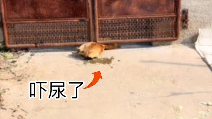 مجموعة عقاب الكلاب الشريرة رقم 2