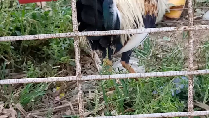 raftorgray 6month old