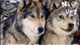 The Wolf King and the Most Trusted Husky