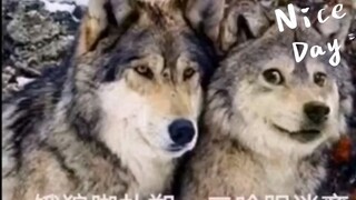 Raja Serigala dan Husky Paling Tepercaya