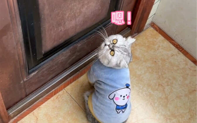 Wow, they really mistook the chicken for a big bird.