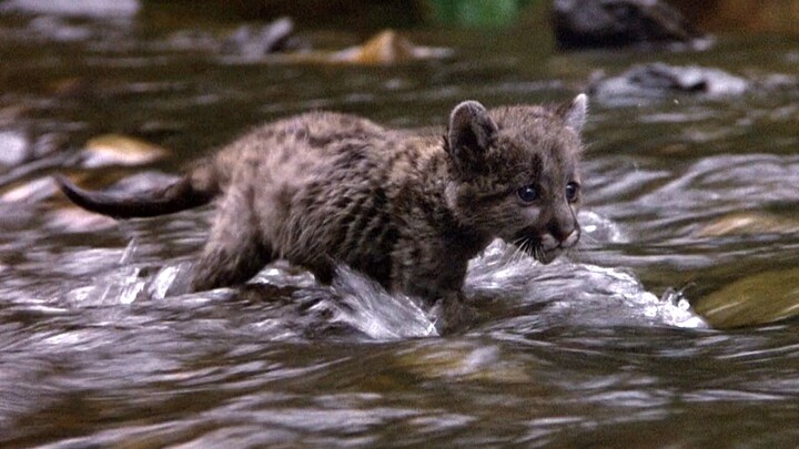 [Brother Yue] A nearly extinct adventure movie with a 9.2 on Douban—so damn heartwarming!