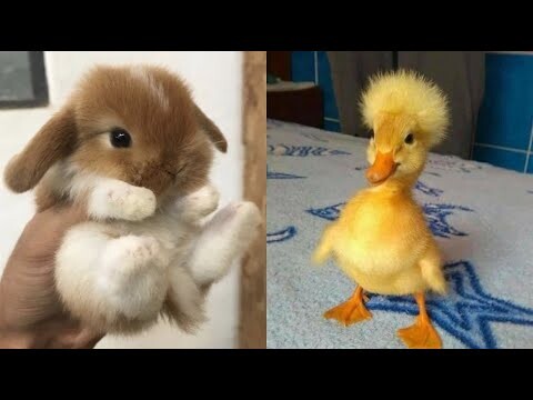 Cute Baby Animals Videos Compilation | Funny and Cute Moment of the Animals #19 - Cutest Animals