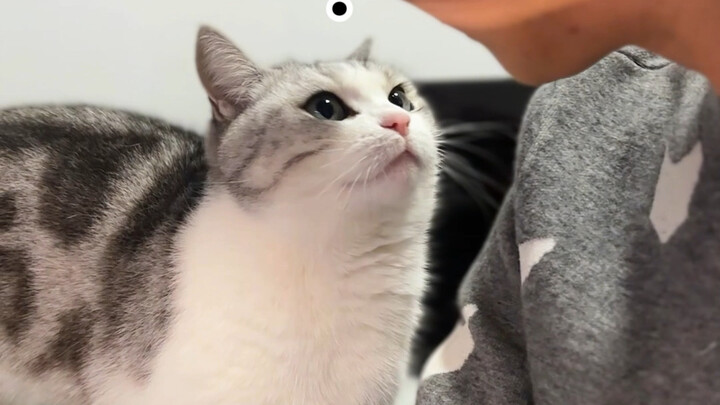 แมว: ทำไมยังปฏิเสธการกอดของฉันอยู่อีก?!