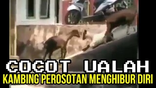 KEMBING PEROSOTAN MENGHIBUR DIRI | CHOCHOT UALAH 82