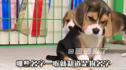 Tên nghe cứ như chó vãi.