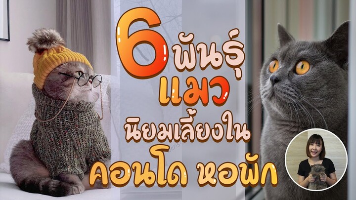 EP21 : 6 พันธุ์แมวนิยมเลี้ยงใน คอนโด หอพัก จะมีแมวพันธุ์ไหนบ้างนะ ?