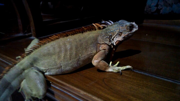 Bermain dengan Iguana yang jinak