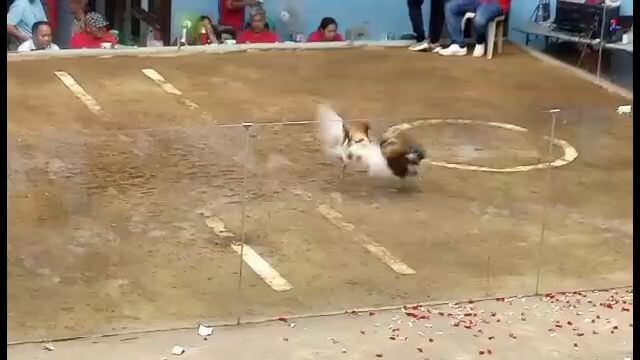 choco win-spartan line🥳