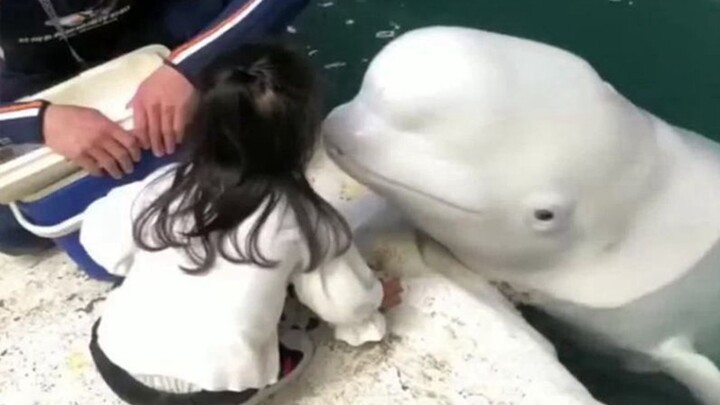 The white whale couldn’t help but kiss the little girl—then her reaction in the next second was abso