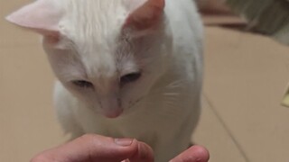 Con mèo của tôi là một con mèo ngu ngốc