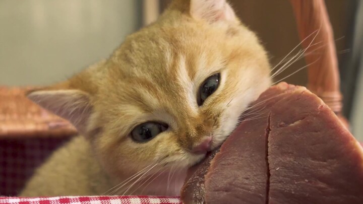 ให้แมวกินหัวใจวัวขนาดใหญ่กว่าหน้า พร้อมเสียงเคี้ยวที่พวกคุณชอบเลย~