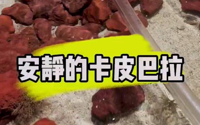 Why does Crispy Noodles want to beat Brother Mink?