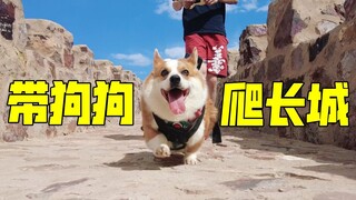 Belum ke Tembok Besar belum jadi anjing sejati! Corgi juga naik ke Tembok Besar lho