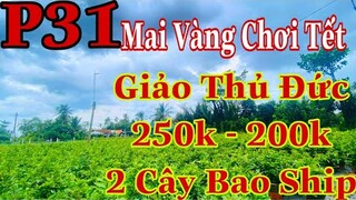 Mai vàng chơi tết p31 | 0985219367 Văn | Mai giảo thủ đức giá 250k-200k 2 cây bao ship toàn quốc