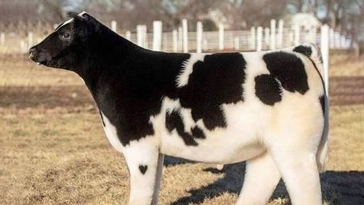 Wow! These little calves look just like plush toys—so cute I want to pet them!!