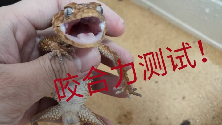 Jaw strength test! The uploader uses his own body to confront the abyssal giant mouth!