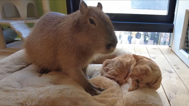 Capybaras really love little kittens!