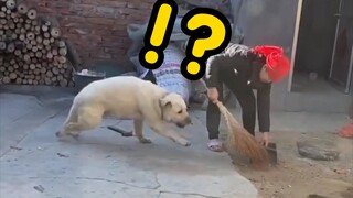 Every time the pig ran over there, it tucked its tail tightly, terrified of getting beaten.