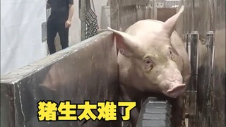 It’s really helpless for pigs to live on this production line!