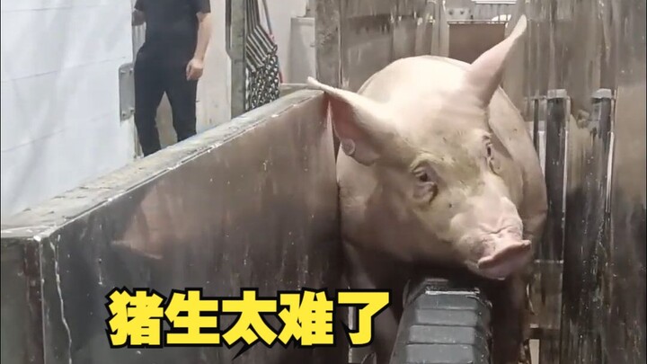猪生在这条生产线上真的充满无奈啊！