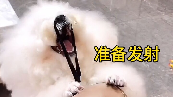 Jadi anjing itu, yang paling penting adalah bahagia!