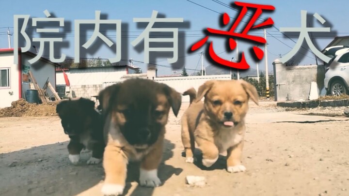 Please help me come up with some bold, memorable names for these four ferocious beasts—names that re