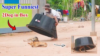 Wow !! Top Funniest  Super Plastic Basket vs 2 Sleeping Dog | How to stop Laugh?